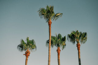 Travel Diary: A Day in Laguna Beach